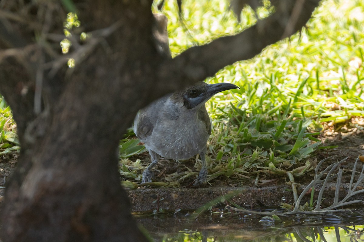 ヒメハゲミツスイ - ML646492951