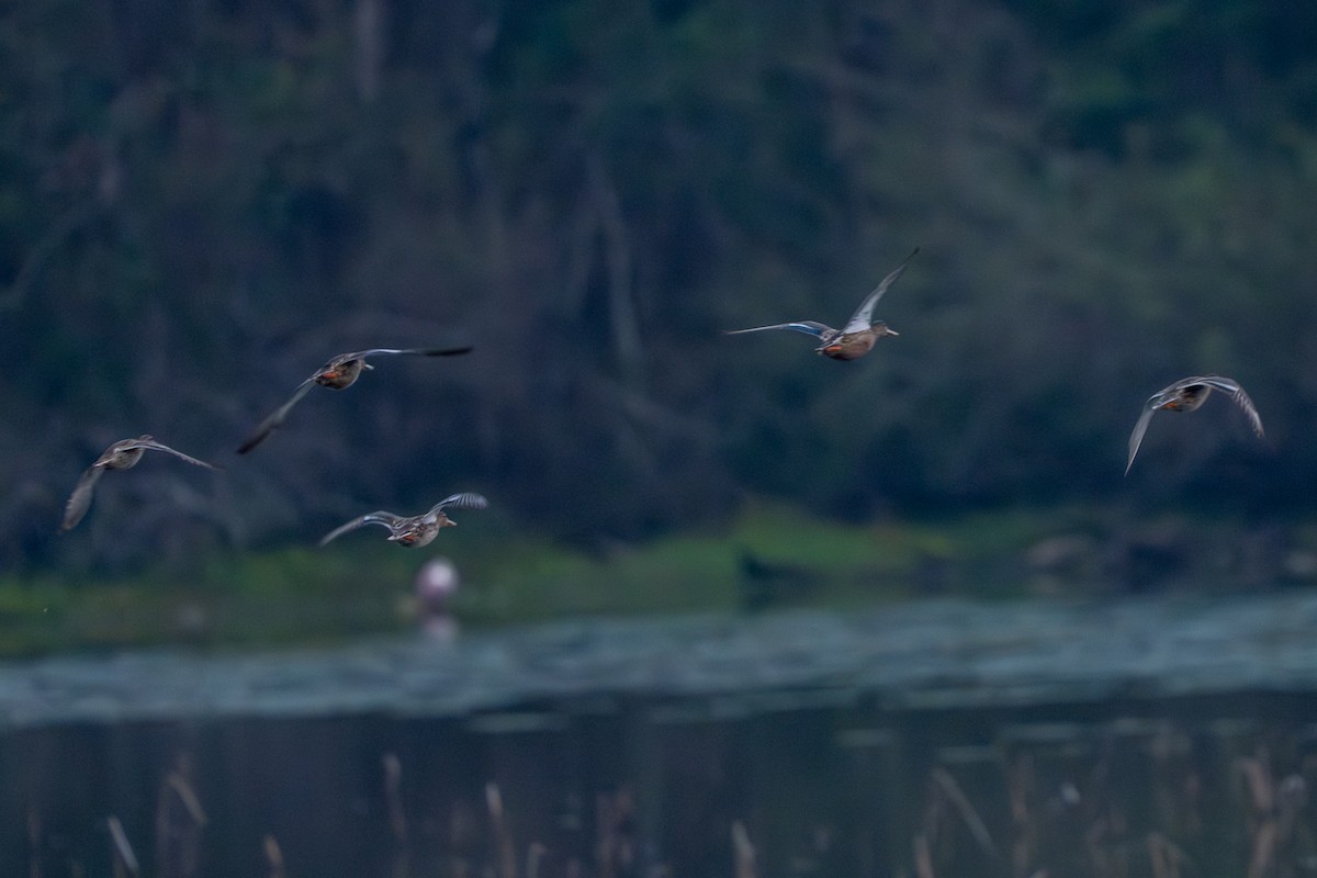 ハシビロガモ - ML646492954