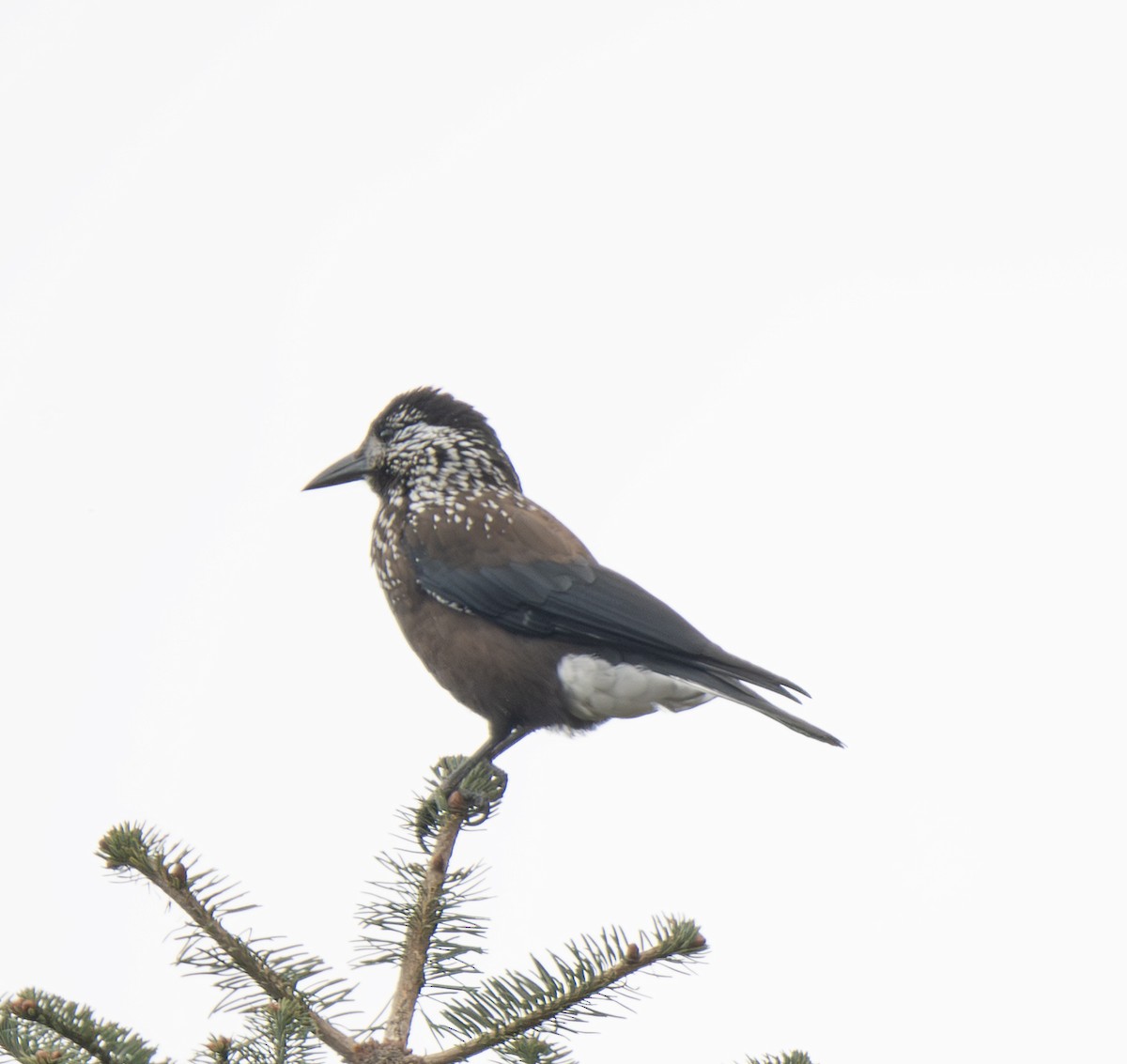 ミナミホシガラス - ML646492955