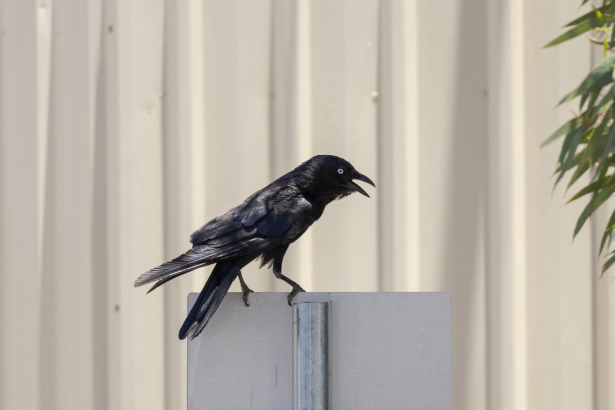 ミナミコガラス - ML646492959