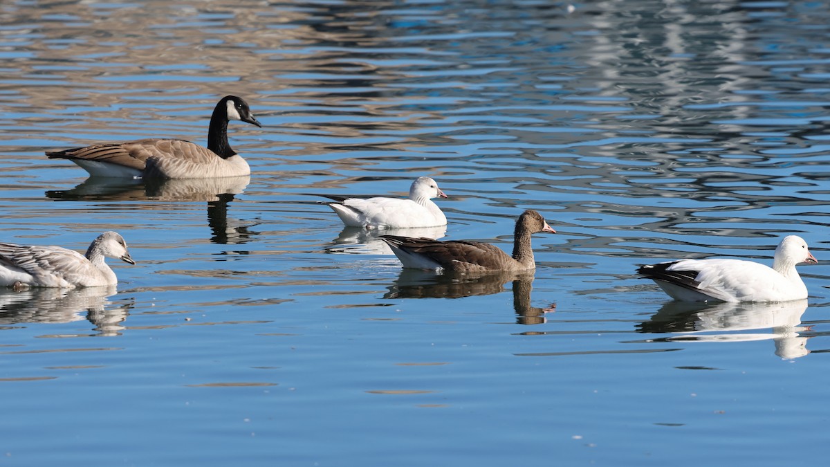 ヒメハクガン - ML646492960