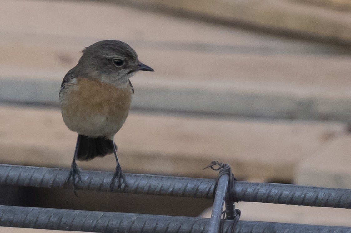 ニシノビタキ（sibilla） - ML646492961