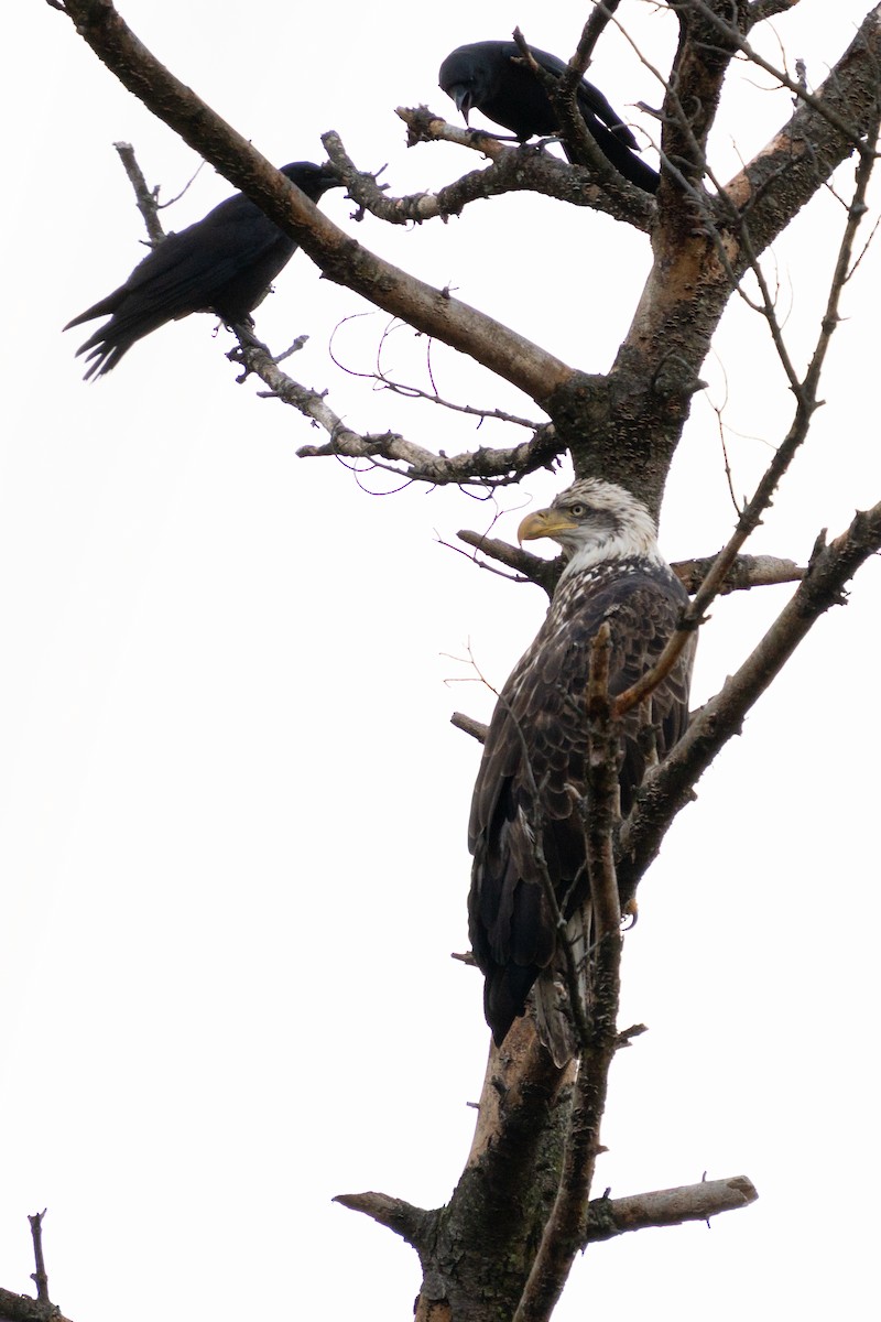 ハクトウワシ - ML646492962