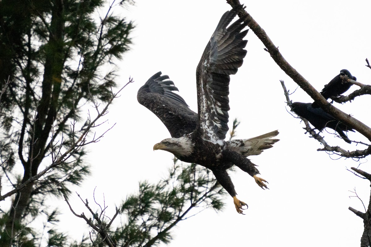 ハクトウワシ - ML646492963