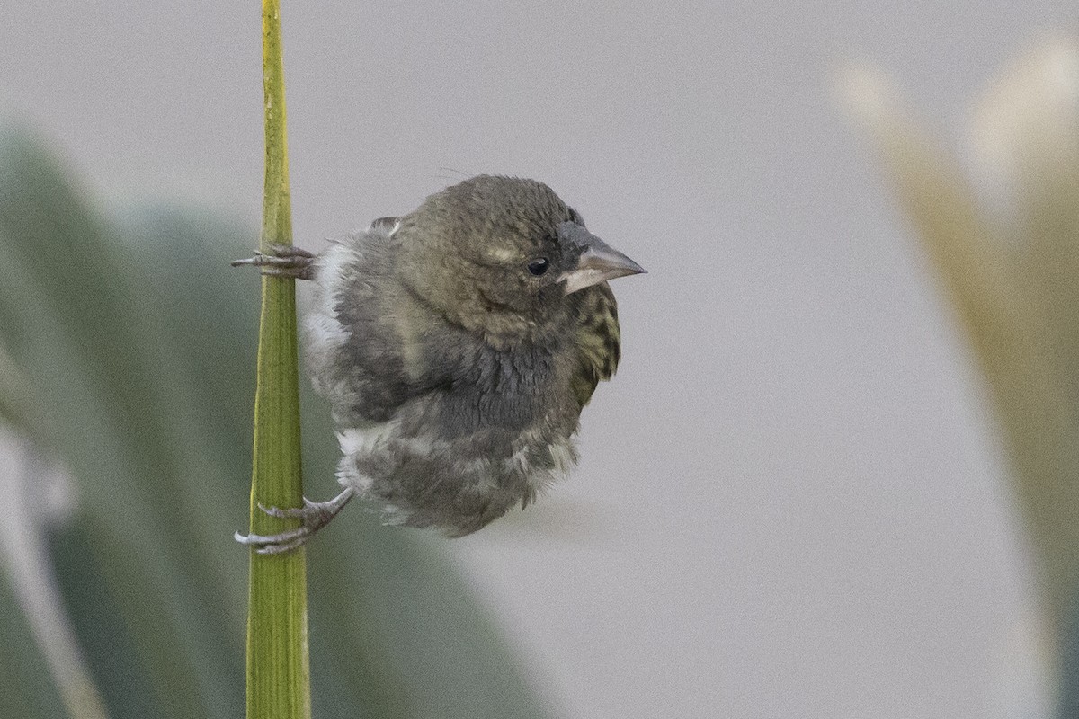 ベニノジコ - ML646492964