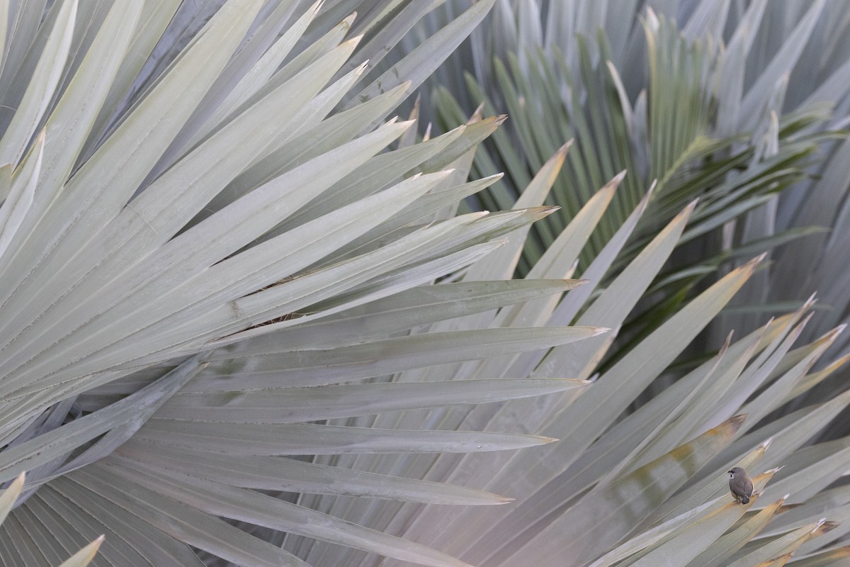 ヒメシチホウ - ML646492966