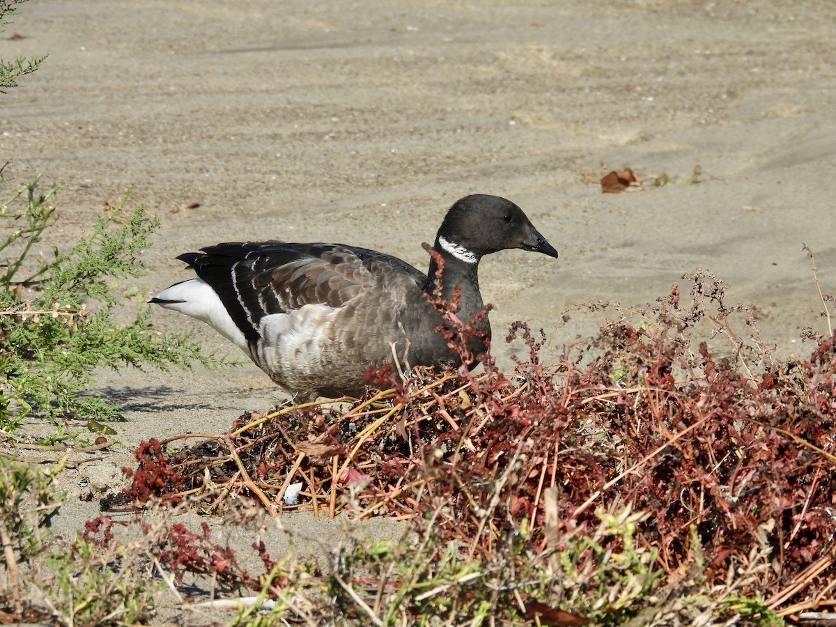 コクガン - ML646492968