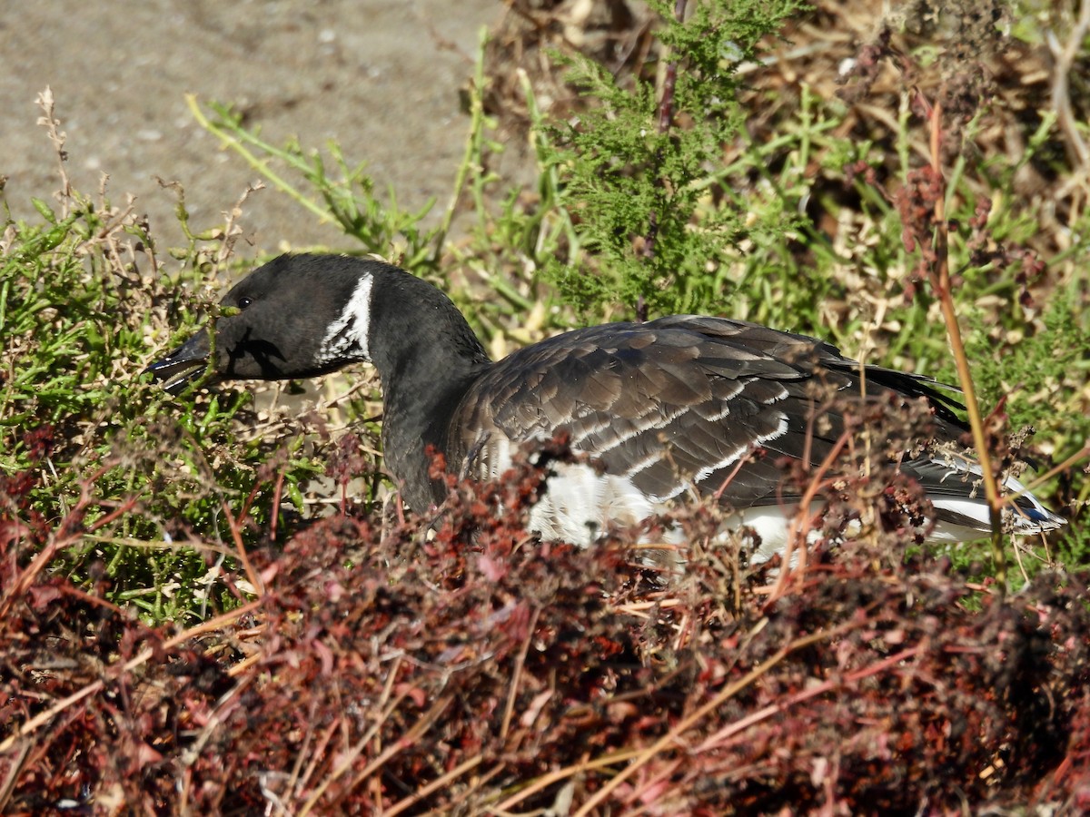 コクガン - ML646492969