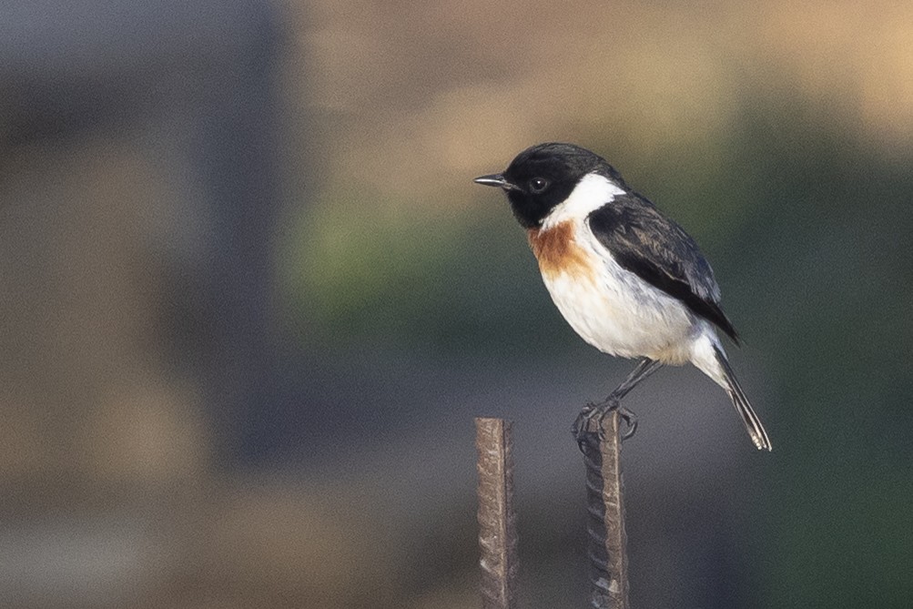 ニシノビタキ（sibilla） - ML646492970