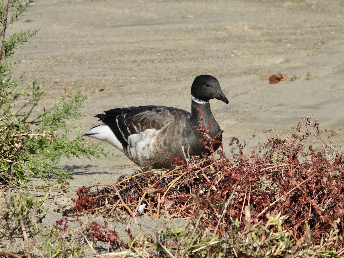 コクガン - ML646492971