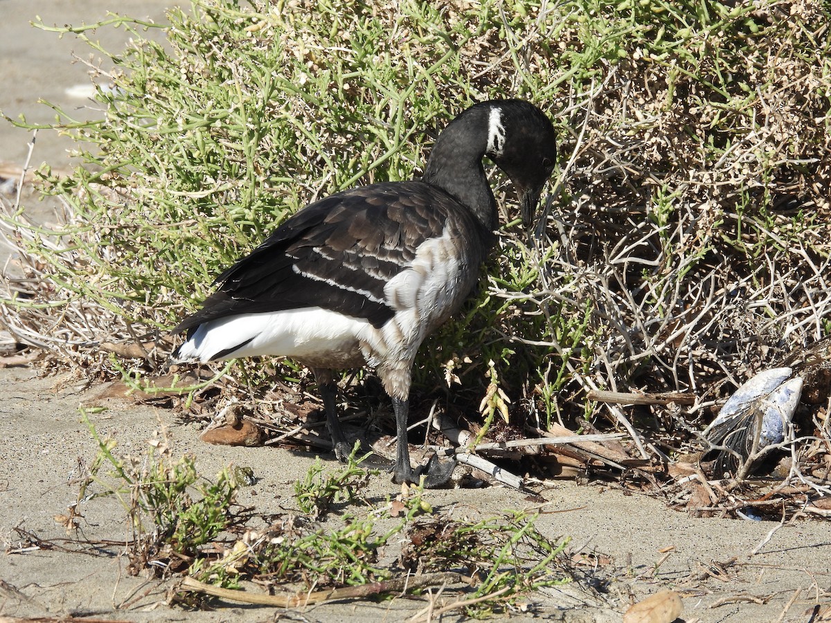 コクガン - ML646492972