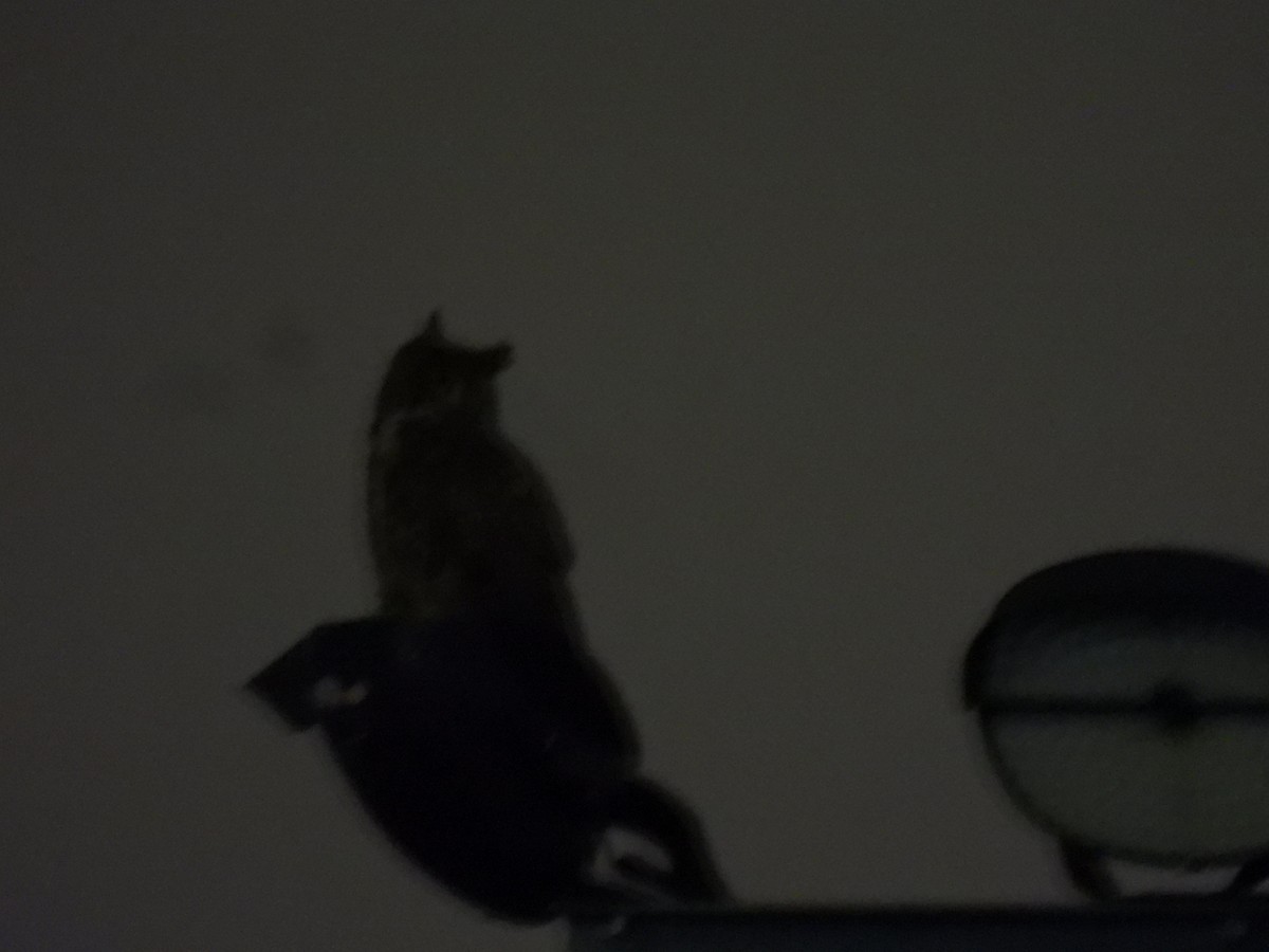 アメリカワシミミズク - ML646492973