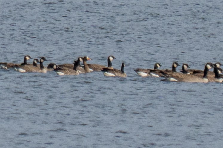 マガン（gambelli／sponsa） - ML646492974