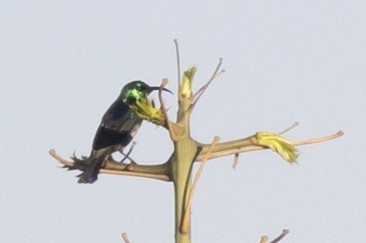 アルダブラタイヨウチョウ - ML646492976