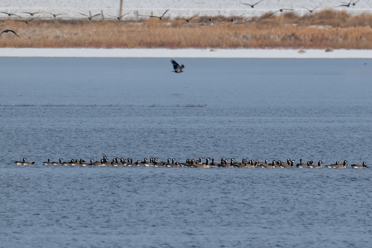 シジュウカラガン - ML646492977