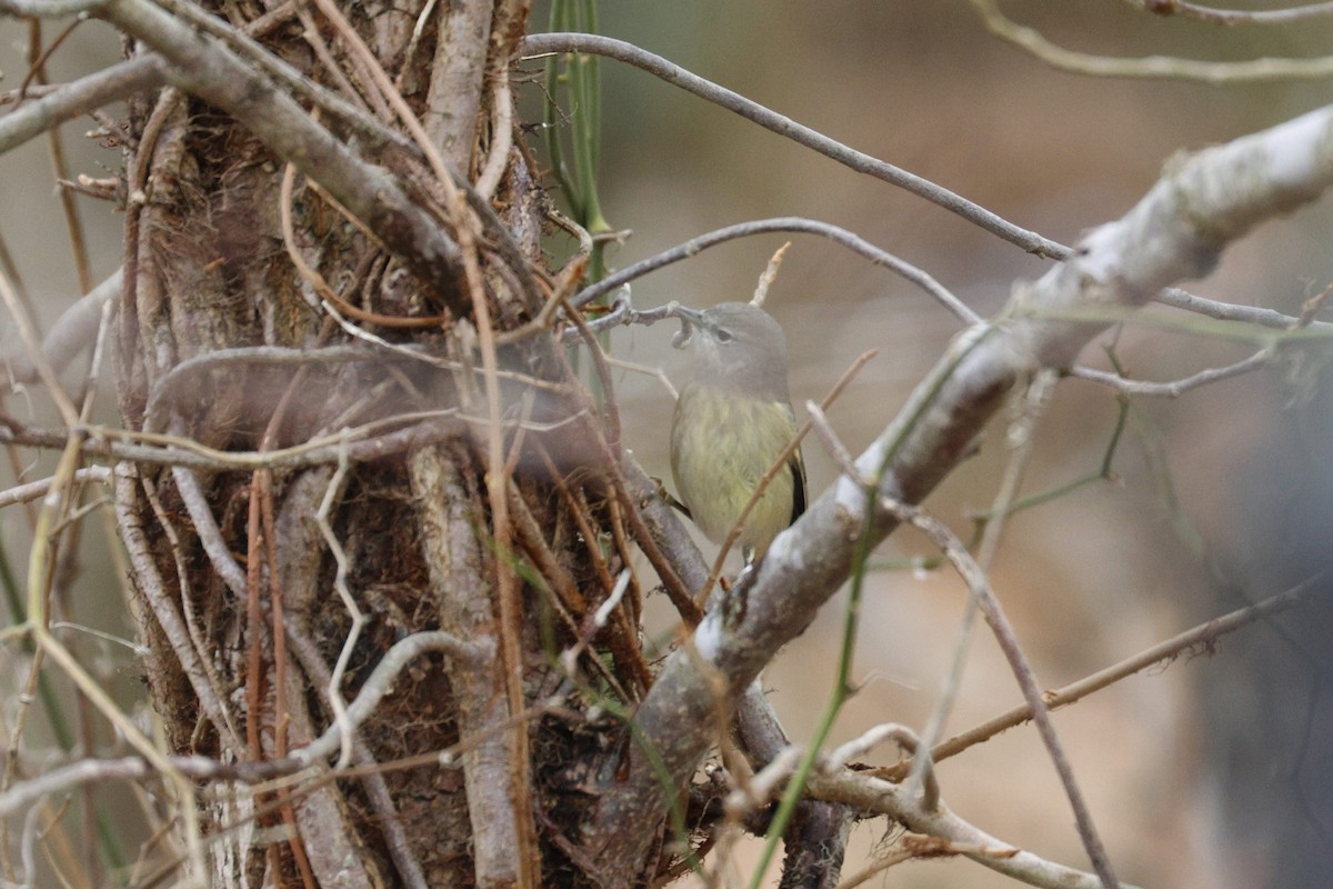Orange-crowned Warbler - ML646492978