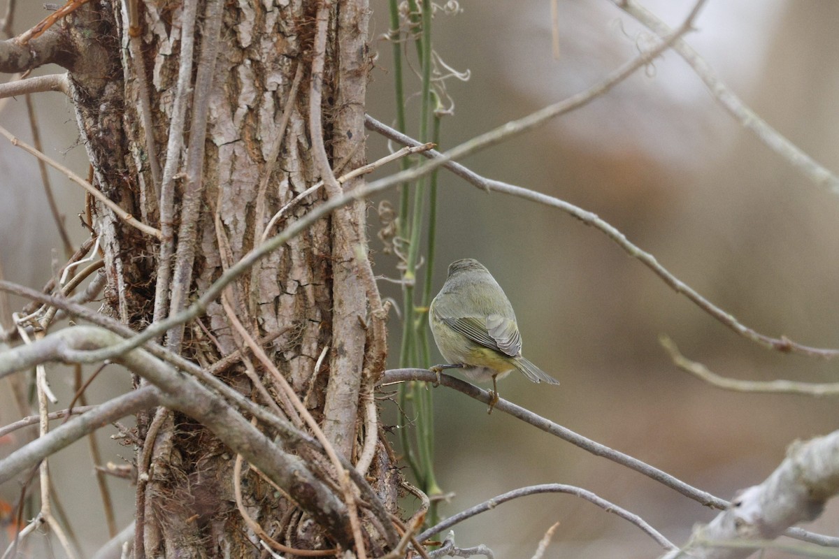 Orange-crowned Warbler - ML646492979