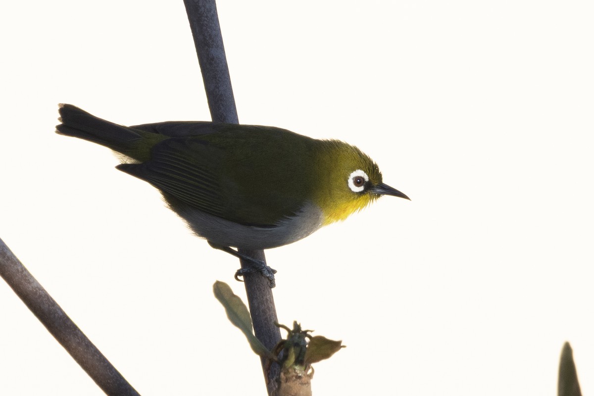 マダガスカルメジロ - ML646492982