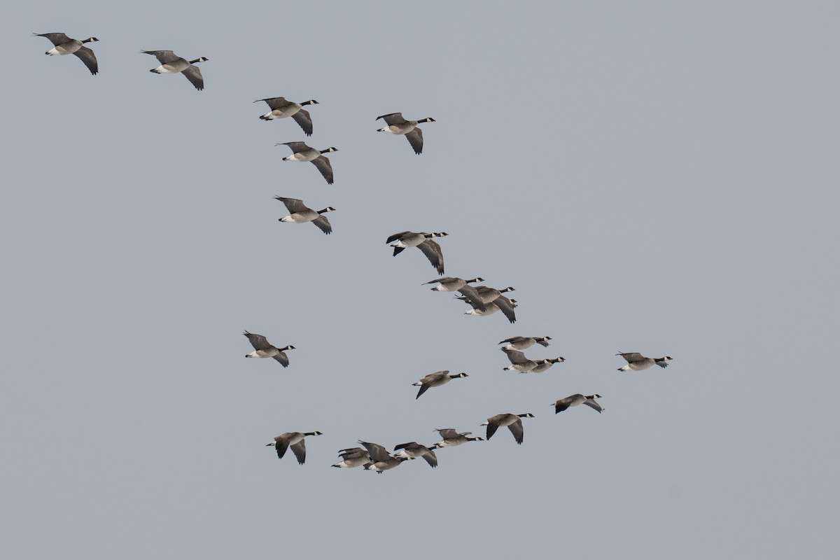 シジュウカラガン - ML646492984