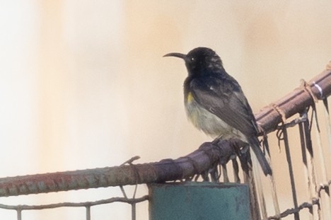 アルダブラタイヨウチョウ - ML646492986