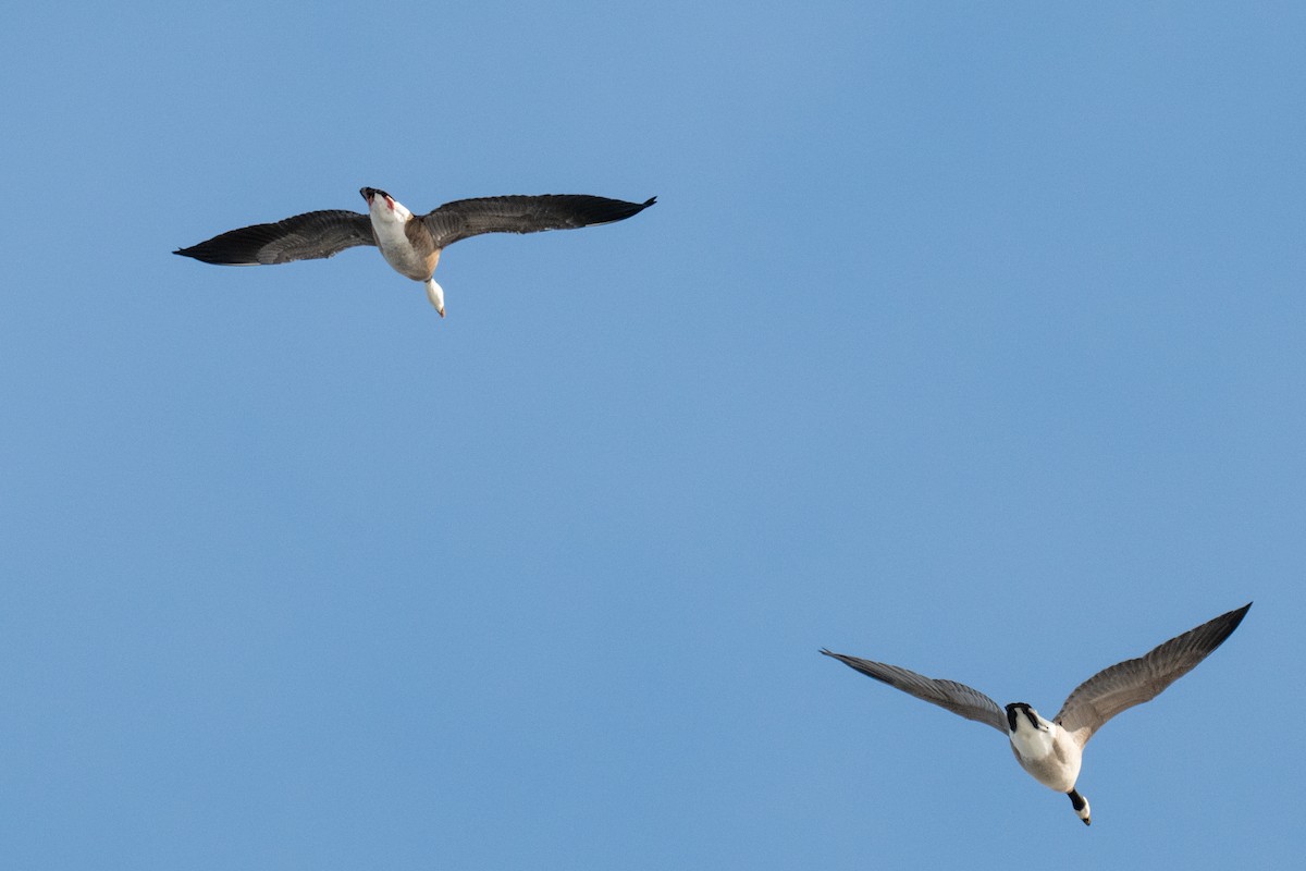 ハクガン - ML646492987