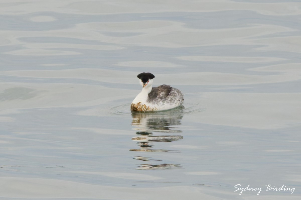 クラークカイツブリ - ML646492988