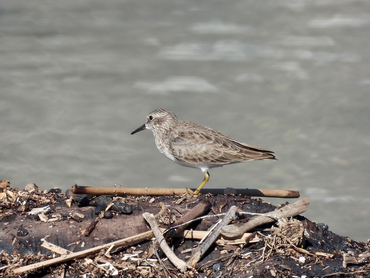 アメリカヒバリシギ - ML646492989