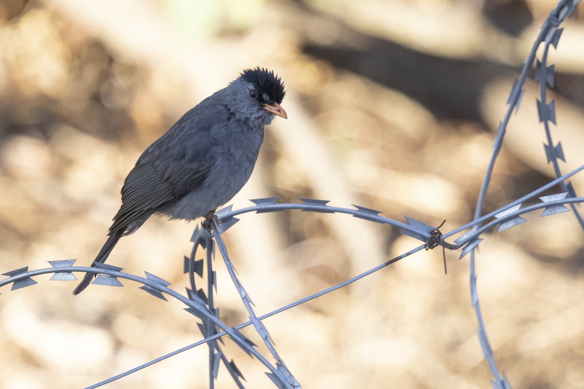 クロヒヨドリ - ML646492990