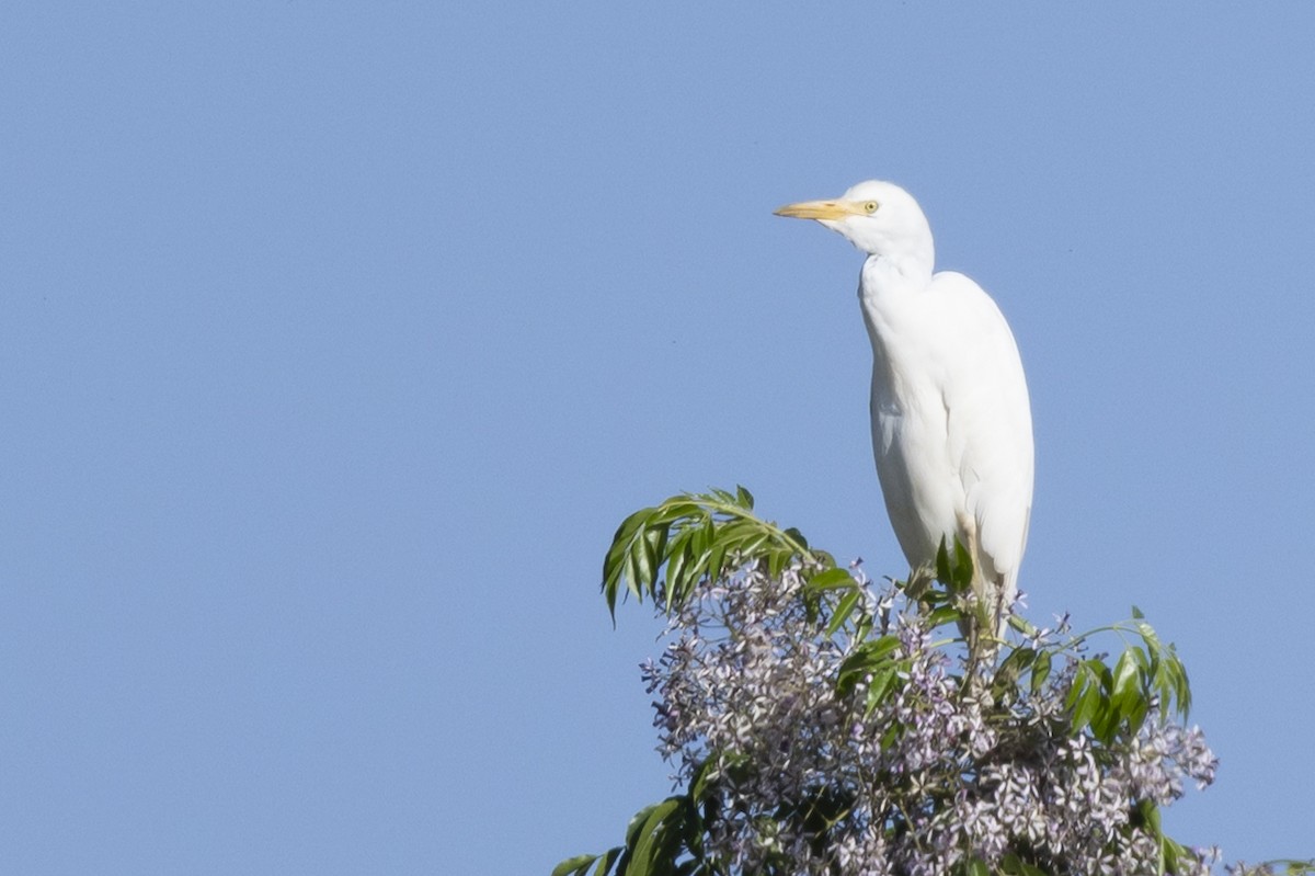 ニシアマサギ - ML646492994