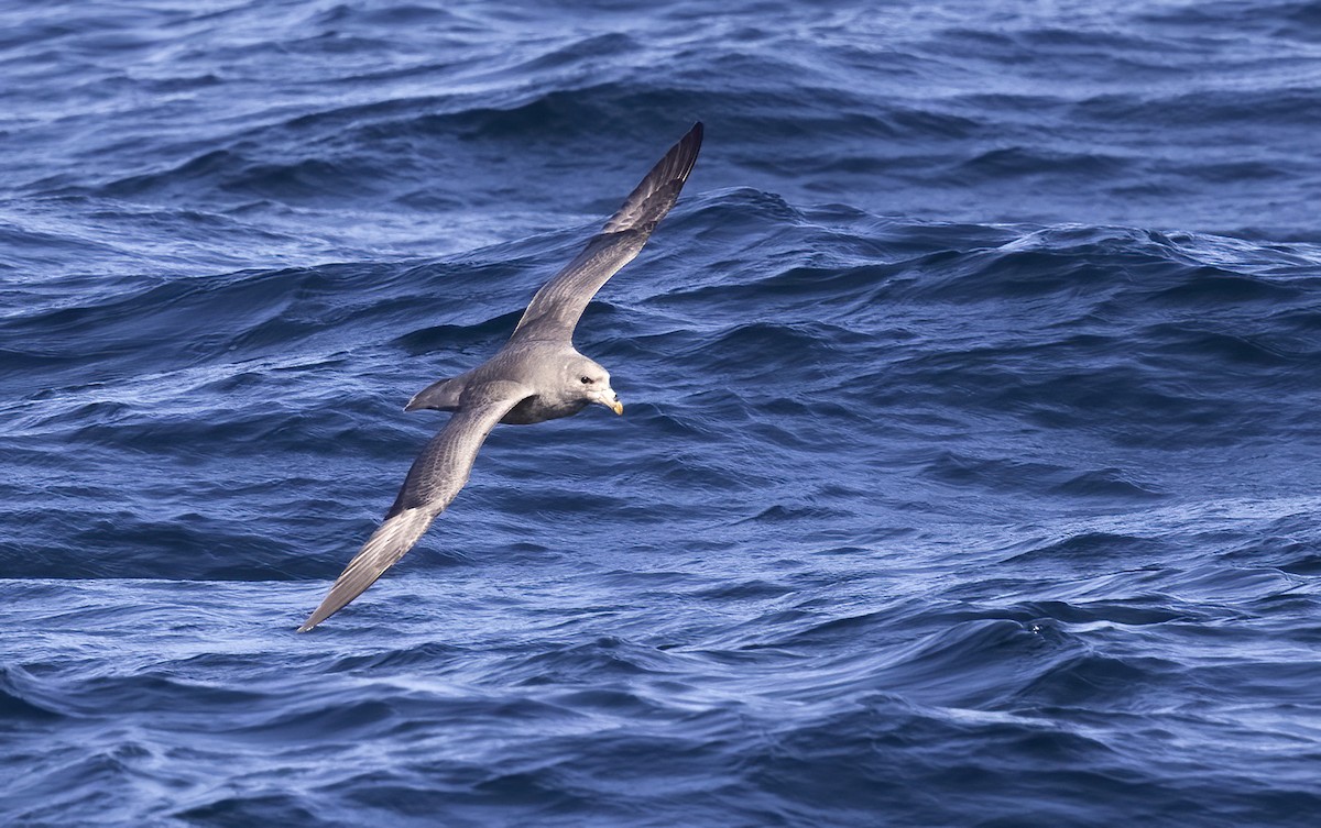 Northern Fulmar - ML646492996