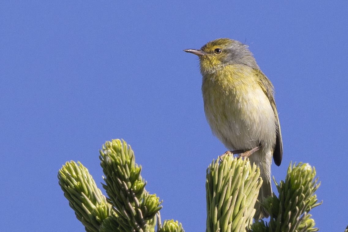 Jiji Común - ML646492998