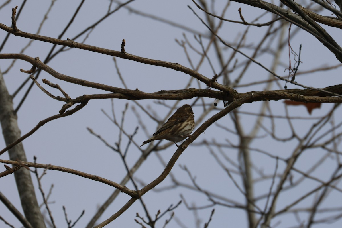 Camachuelo Purpúreo - ML646493000