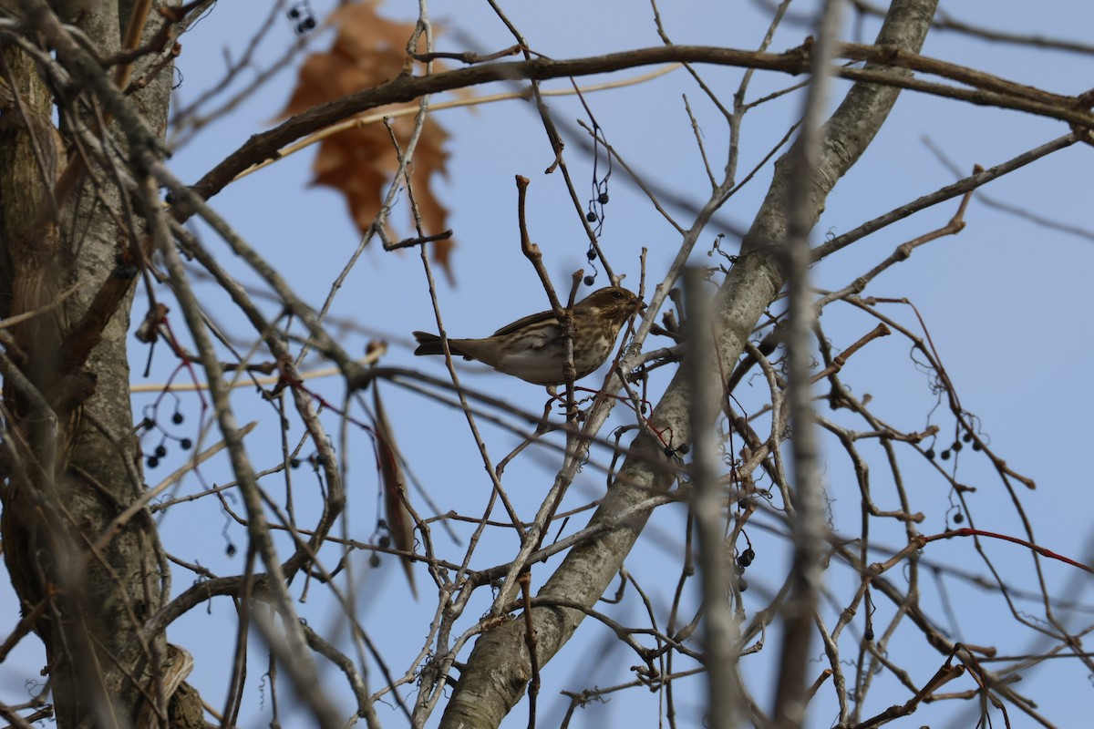 Camachuelo Purpúreo - ML646493001