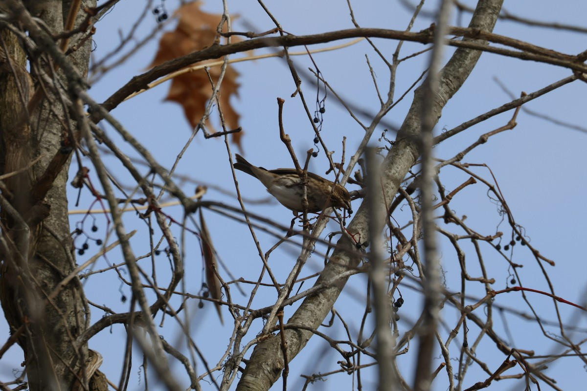 Camachuelo Purpúreo - ML646493002