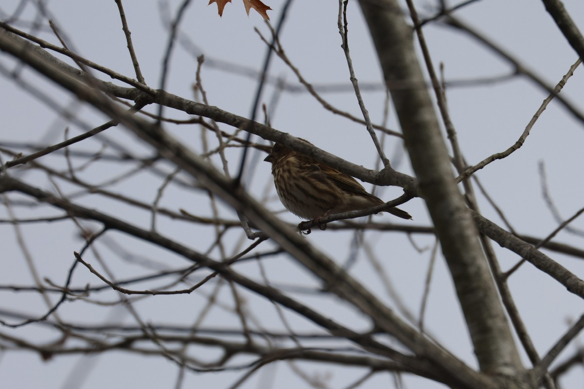 Camachuelo Purpúreo - ML646493003
