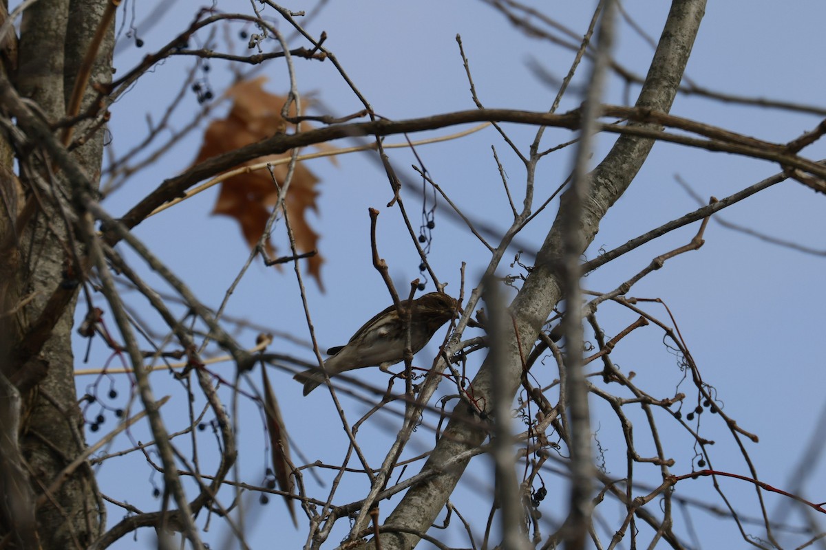 Camachuelo Purpúreo - ML646493004