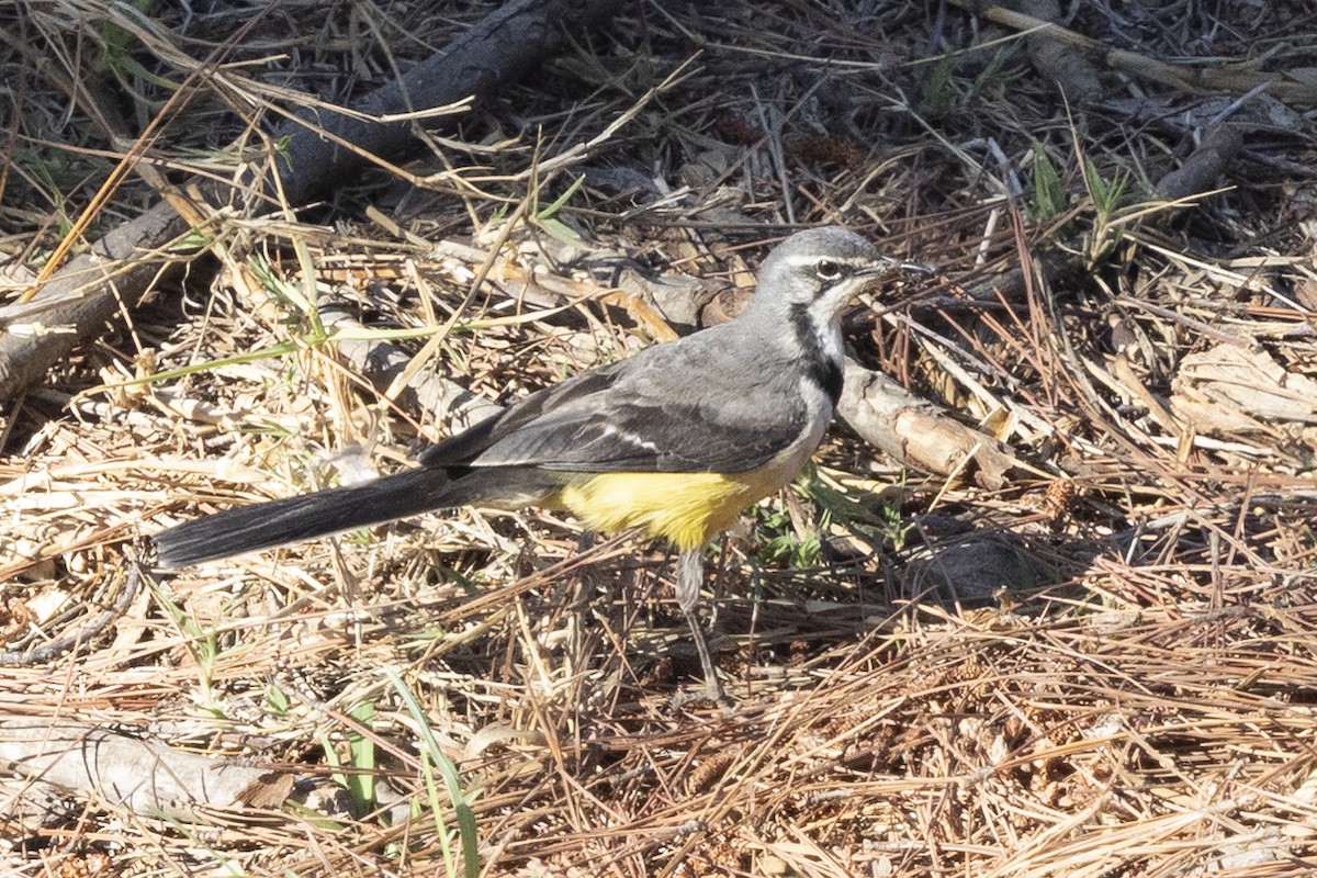 Lavandera Malgache - ML646493006