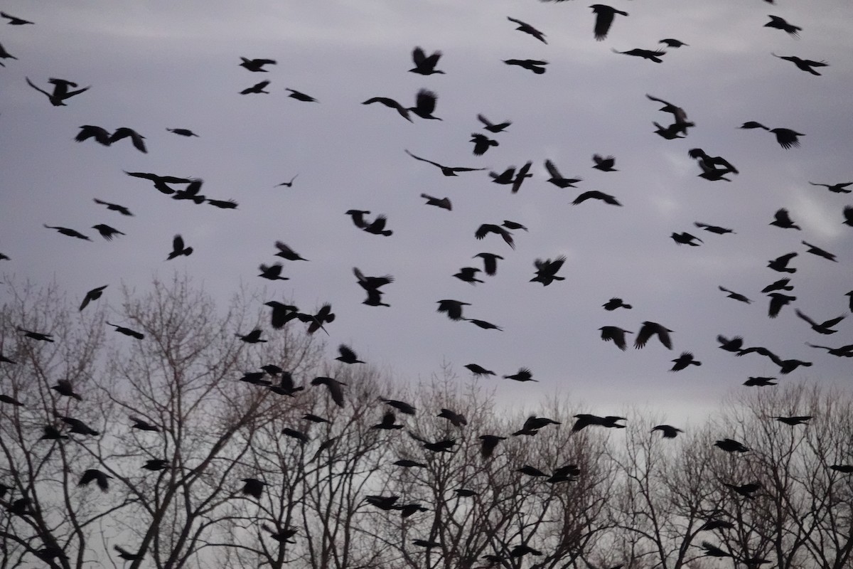 American Crow - ML646493015