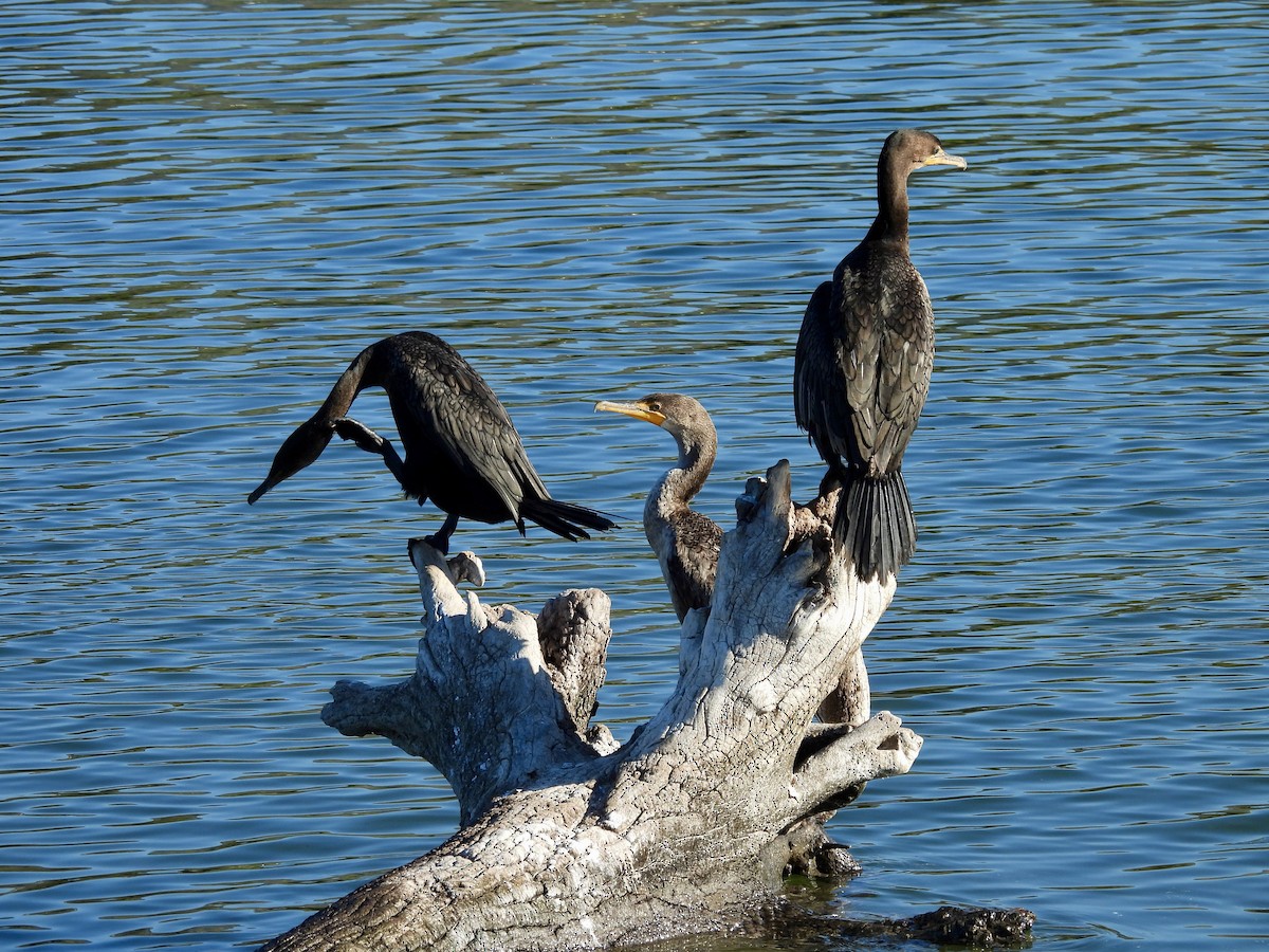 Double-crested Cormorant - ML646493016