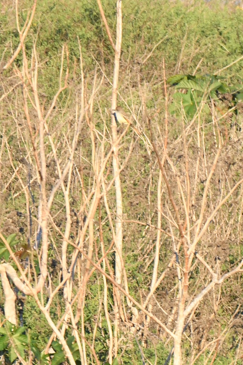 Ash-throated Flycatcher - ML646493019