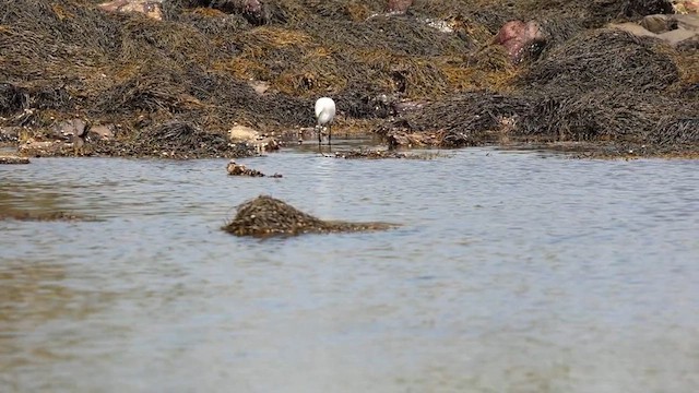 Снежная цапля - ML646493022