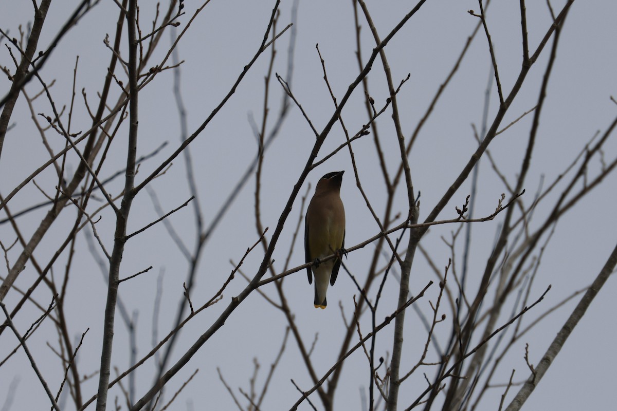 Cedar Waxwing - ML646493023
