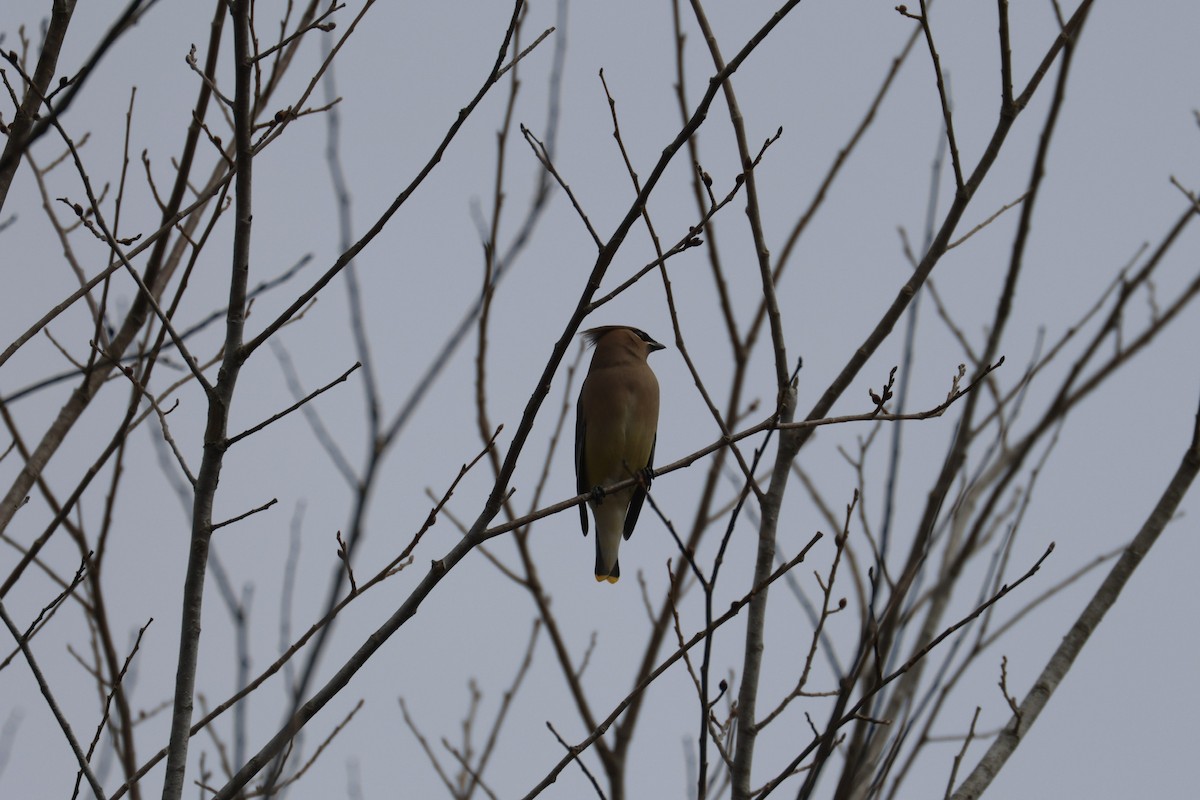 Cedar Waxwing - ML646493024