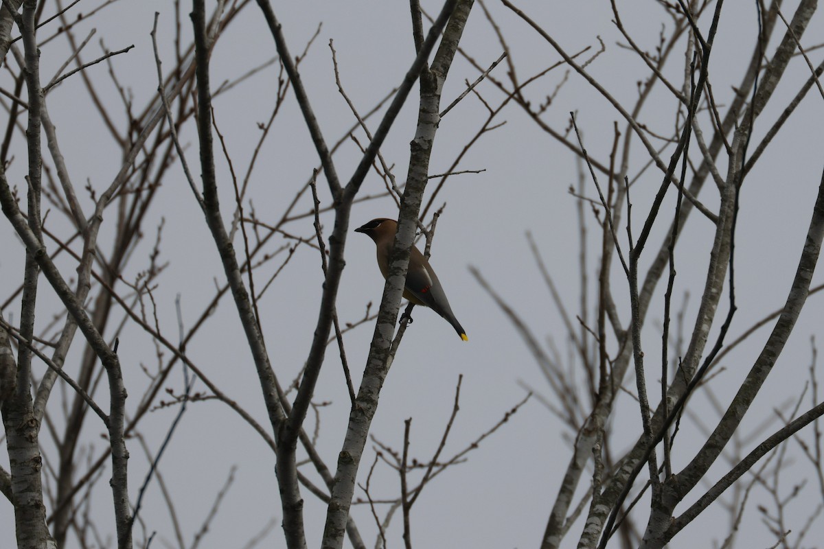 Cedar Waxwing - ML646493025