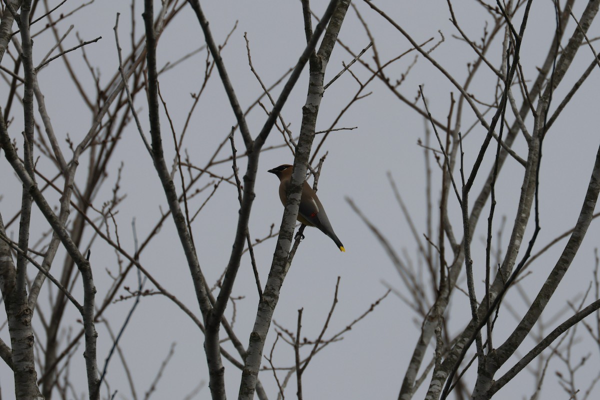 Cedar Waxwing - ML646493026