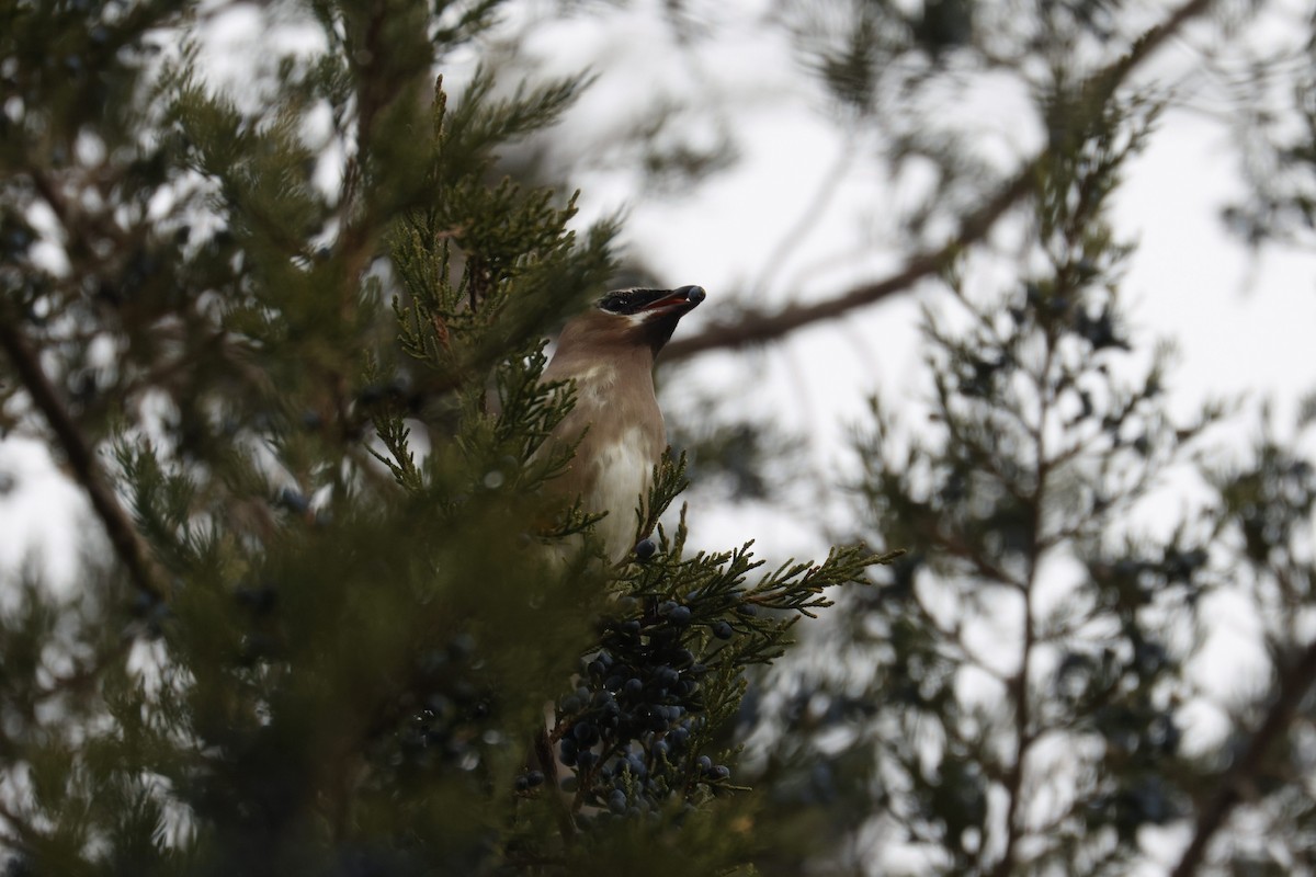 Cedar Waxwing - ML646493027