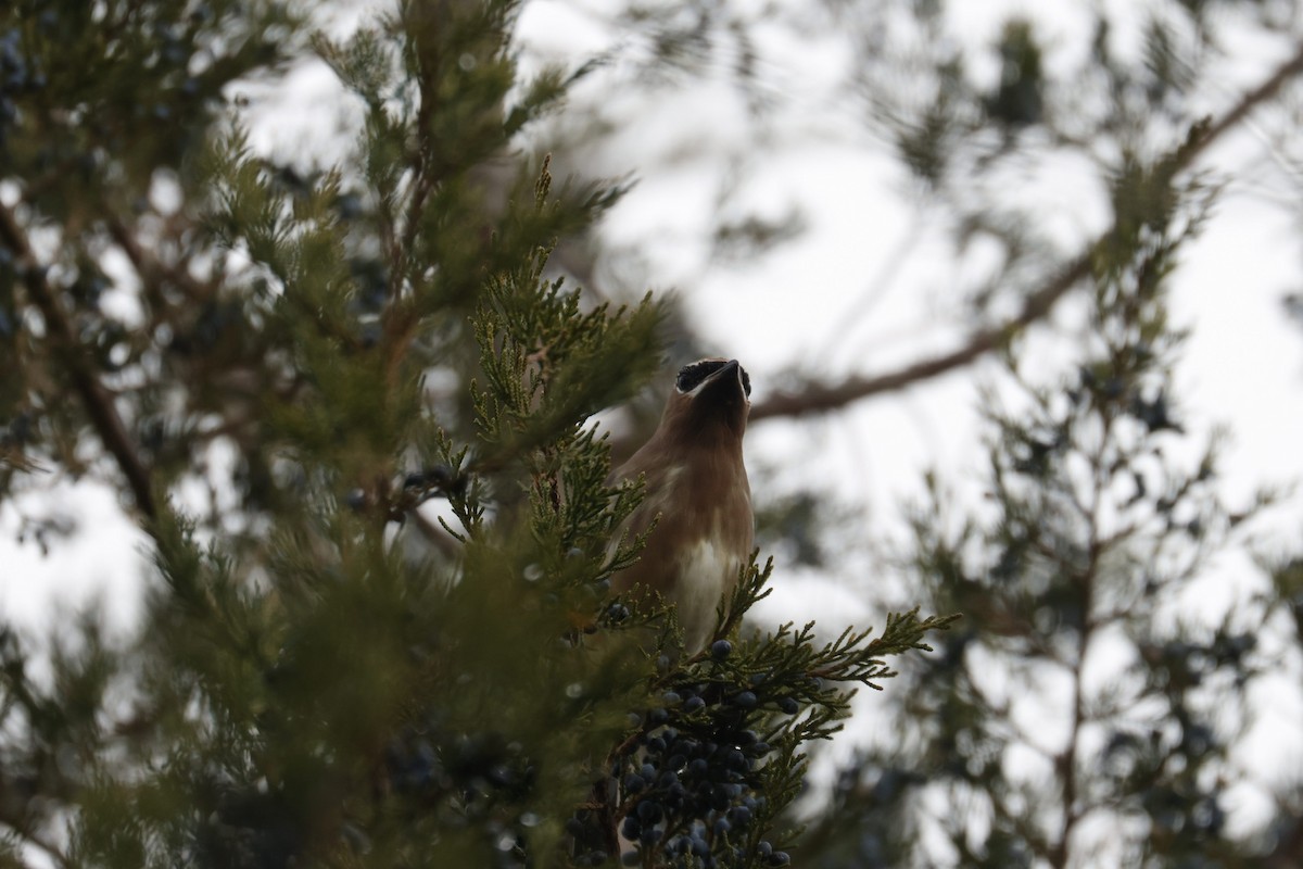 Cedar Waxwing - ML646493028