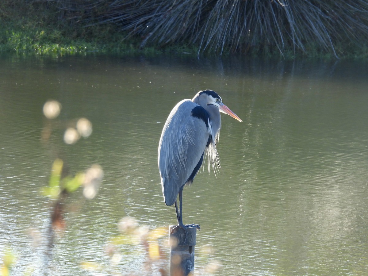 Great Blue Heron - ML646493030