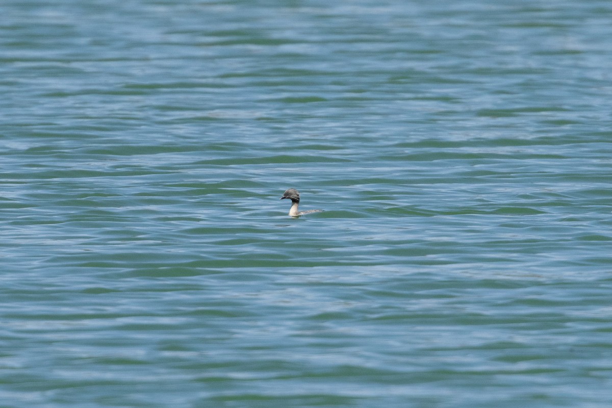 Zampullín Canoso - ML646493031