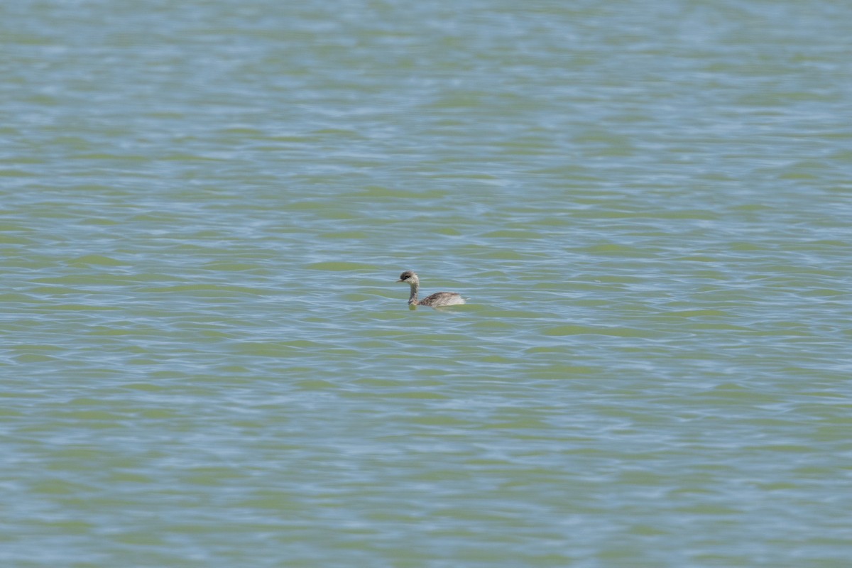 Zampullín Canoso - ML646493032